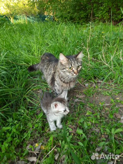 Домашние котята выброшены на улицу, нужен дом