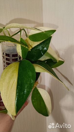 Сциндапсус Мунлайт Альбо