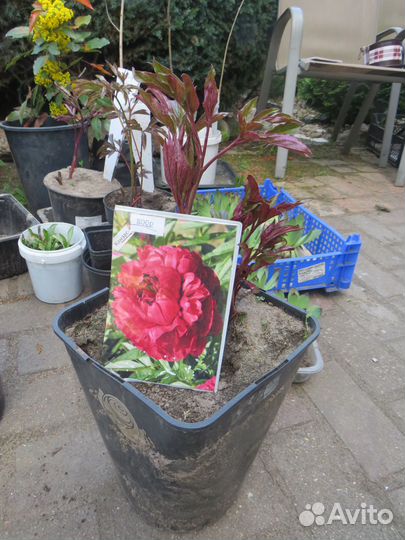 Пионы деленки, для посадки