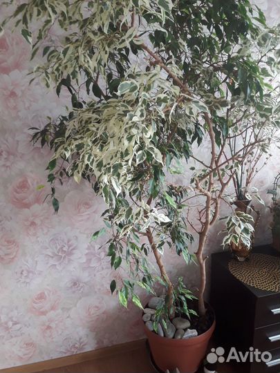 Фикус бенджамина