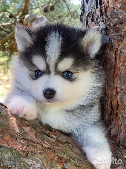 Микро Помски, померанский мини хаски