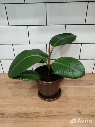 Фикус каучуконосный
