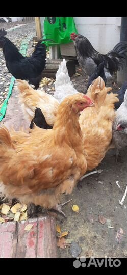 Петух орпингтон