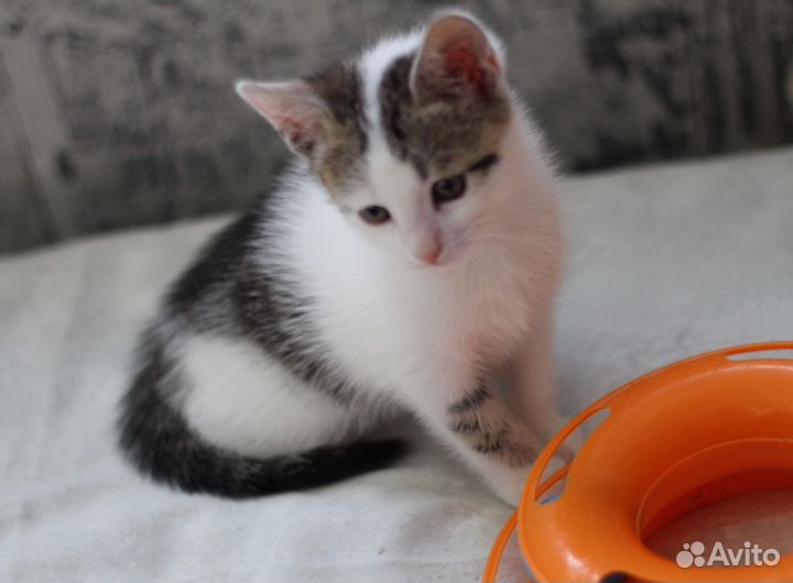 Котенок красивый мальчик