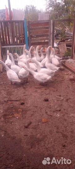 Гуси породы линда