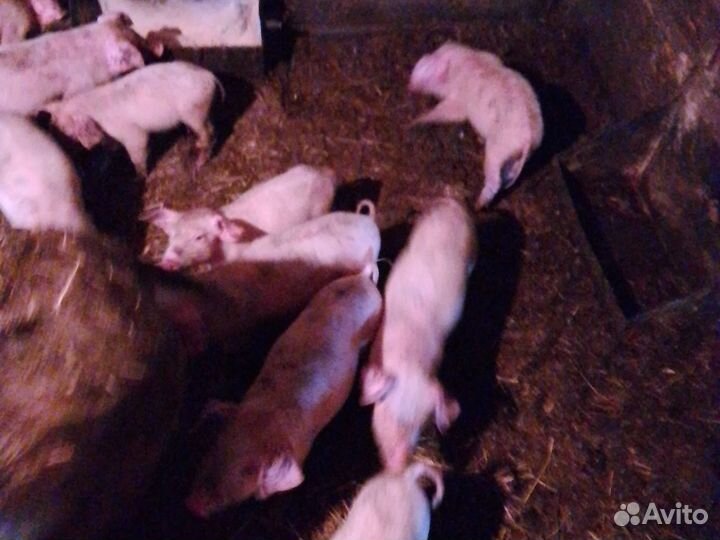 Продам поросят