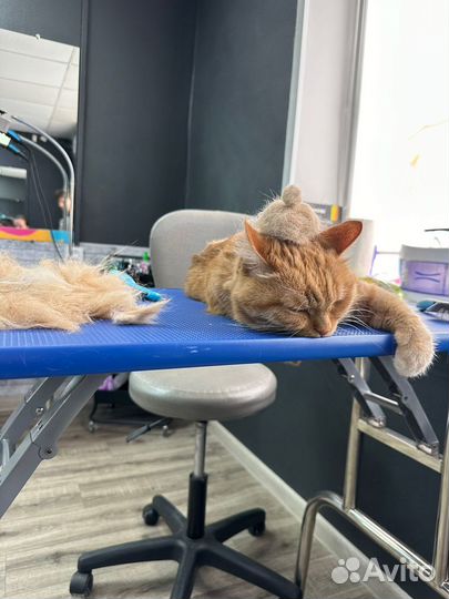 Стрижка/ линька кошек на дому, с выездом