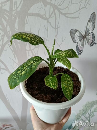 Диффенбахия