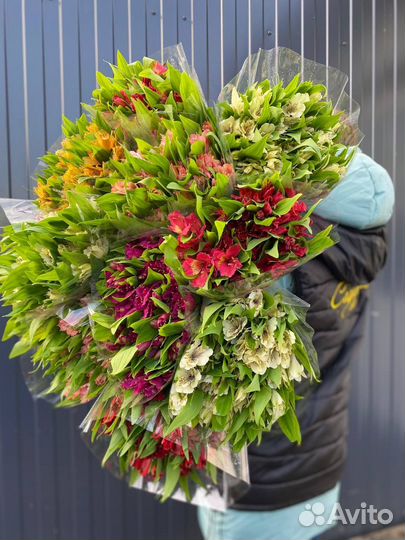 Альстромерия оптом