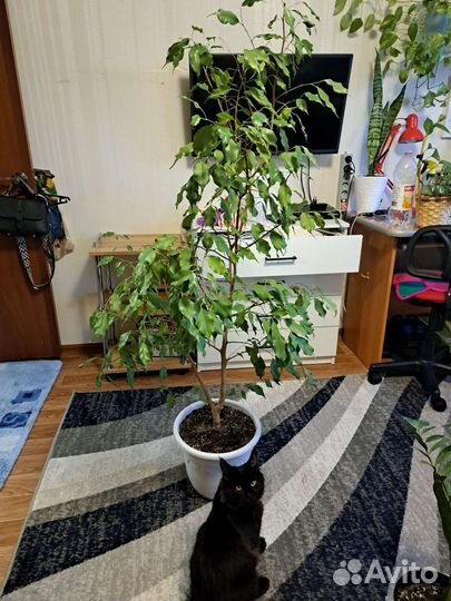 Фикус Бенджамина 150см