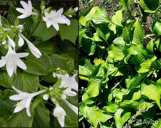 Хоста в ассортименте