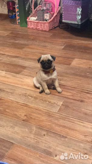Щенки мопса