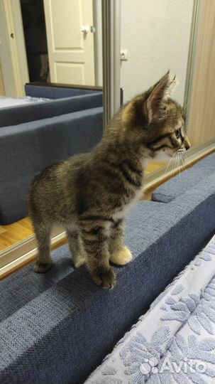 Котенок в добрые руки