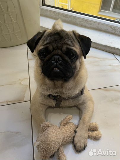 Мопс вязка мальчик