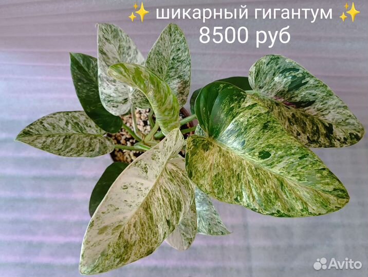 Декоративно-лиственные