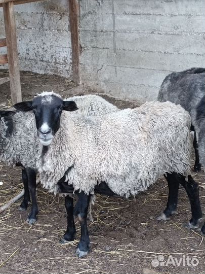 Романовские овцы