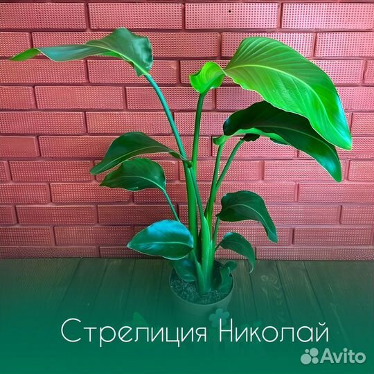 Стрелиция николая