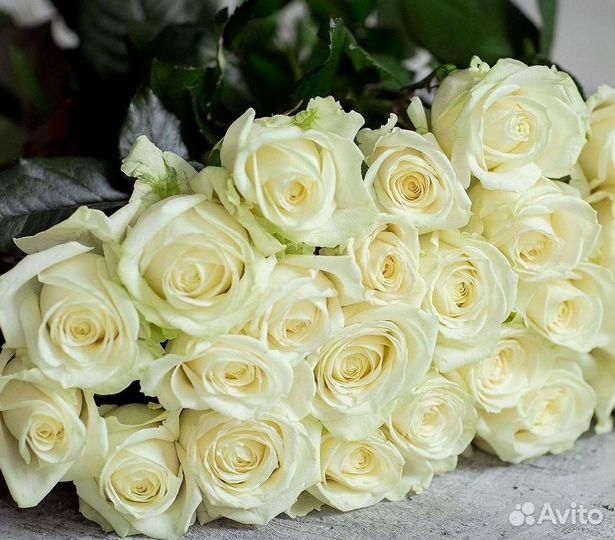 Длинные высокие розы 110 150 160 180 200 см