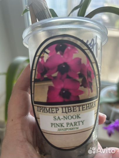 Орхидея