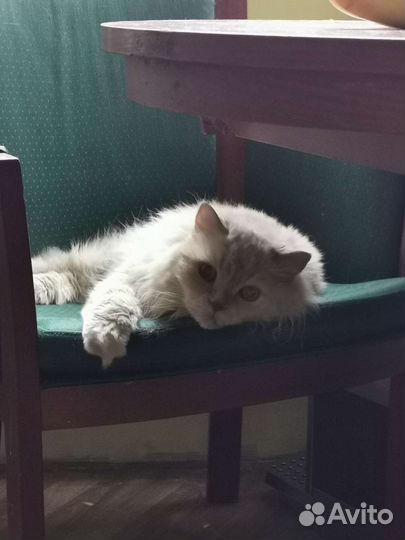 Передержка кошек и собак