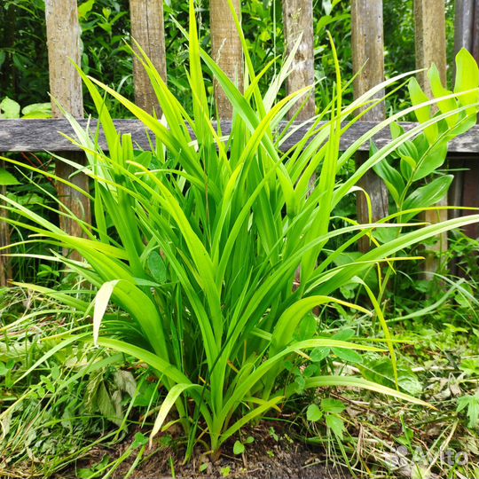 Традесканция очиток цветы саженцы многолетние