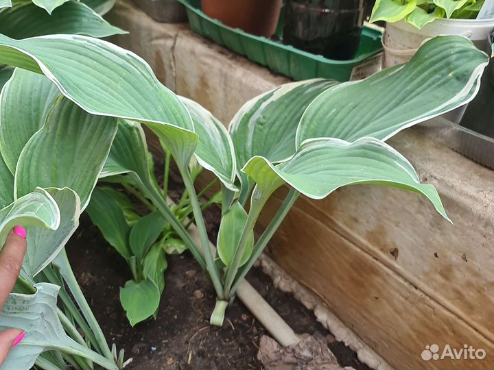 Хоста Tom Schmidt