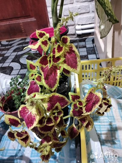 Комнатные цветы