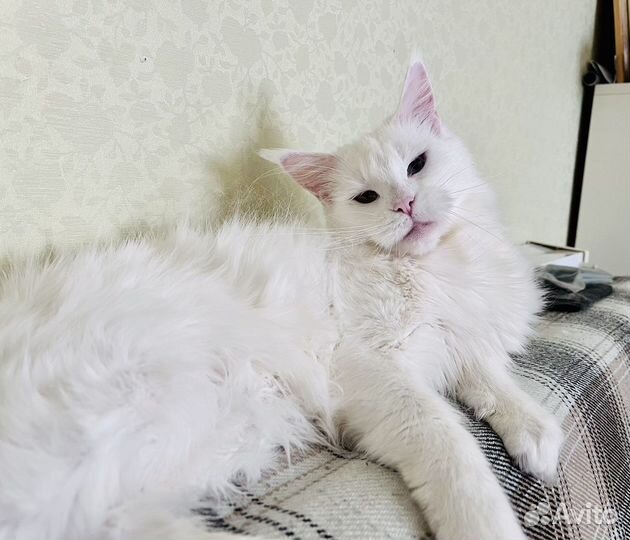 Мейн-кун девочка