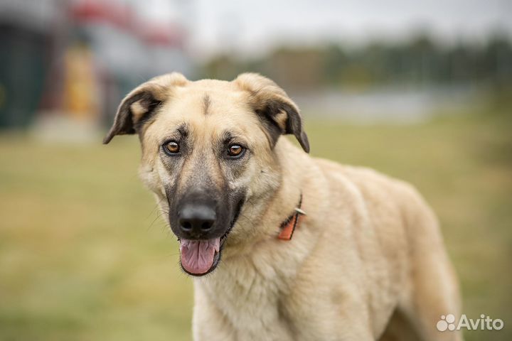 Вайт в добрые руки
