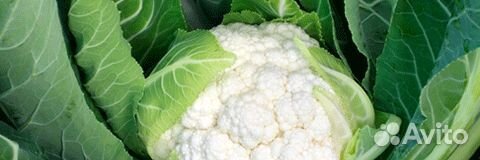 Семена Капусты цветной 