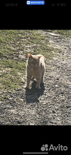 Потерялся кот