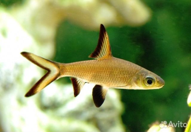 Барбус Акулий Балу (Balantiocheilos melanopterus)
