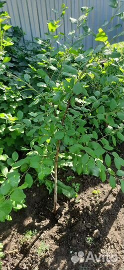 Саженцы сливы