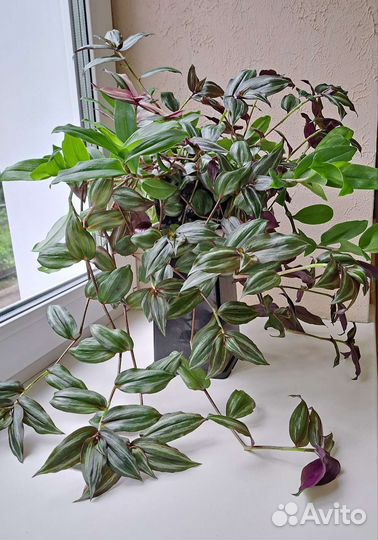 Традесканция в горшке