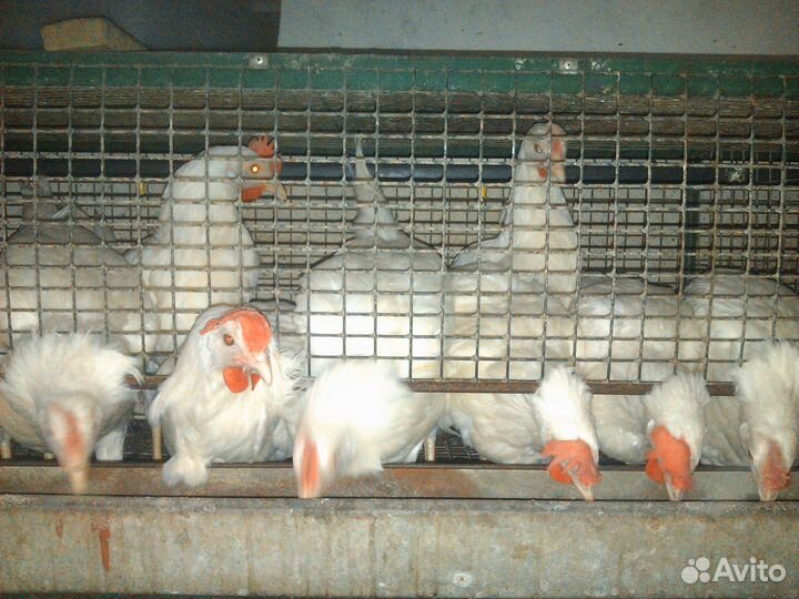 Куры-молодки