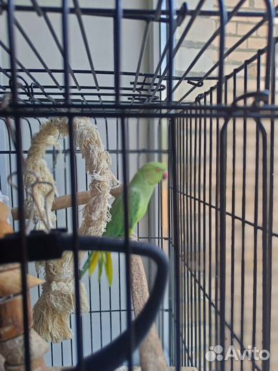 Ожереловый попугай мальчик ищет дом