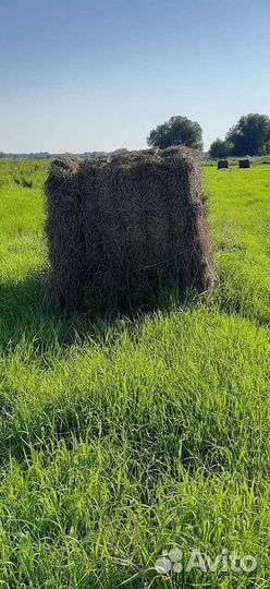 Сено