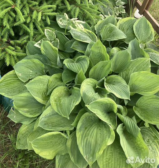 Растения цветы для сада Гейхера, Хоста, Очиток