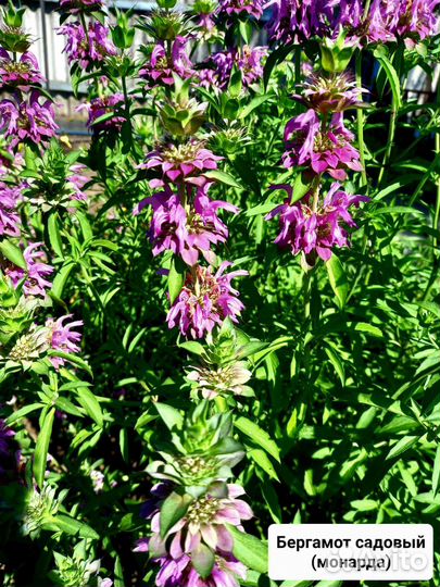 Травы для чая