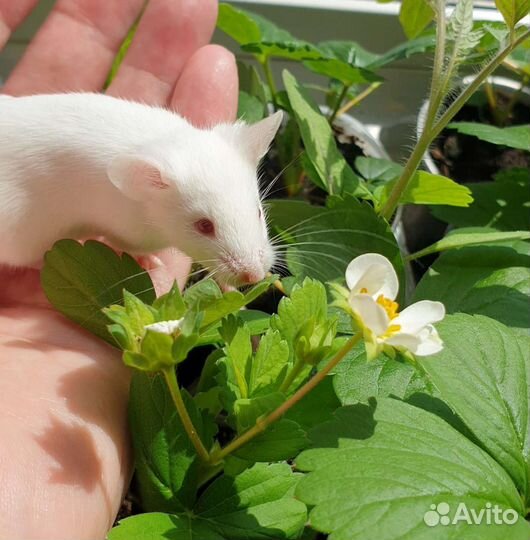 Декоративные мышки