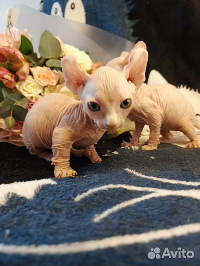 Канадский сфинкс, бамбино, двэльф