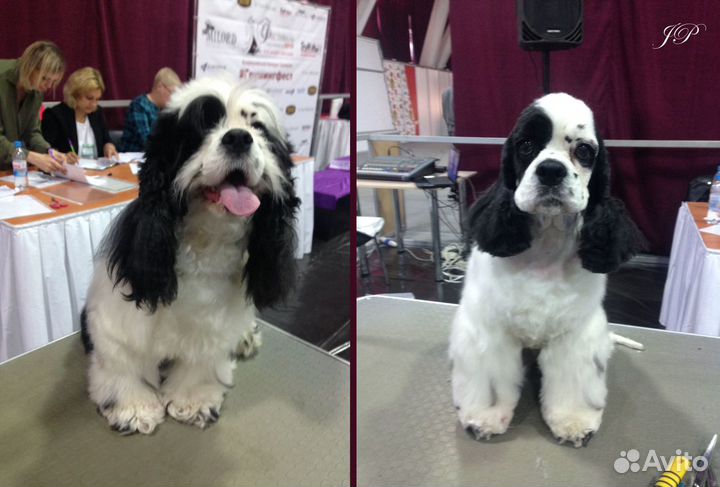 Стрижка спаниелей и средних собак