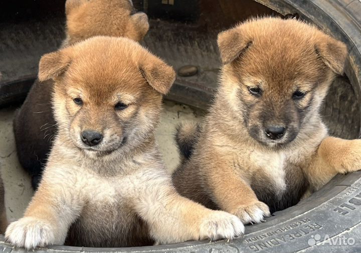 Щенки сиба ину