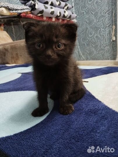 Котики