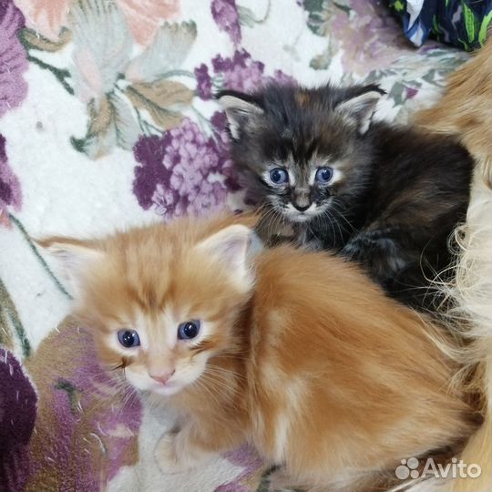 Котята мейн-кун