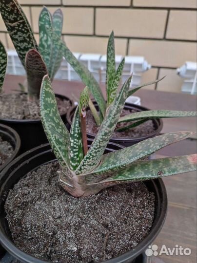 Хавортия, гастерия, кактусы