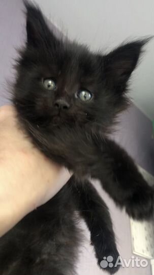 Мейн-кун мальчик