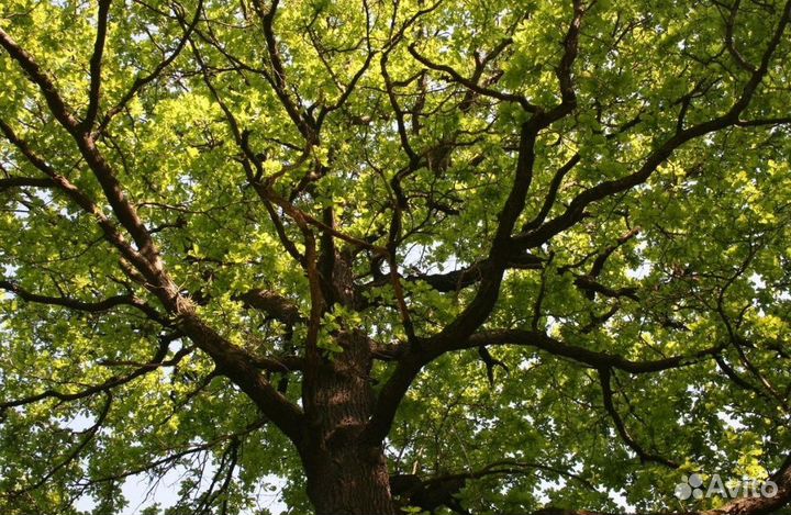 Нейрографика