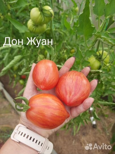 Рассада коллекционных сортов томатов