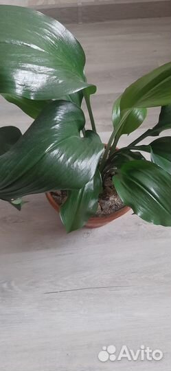 Эухарис амазонская лилия